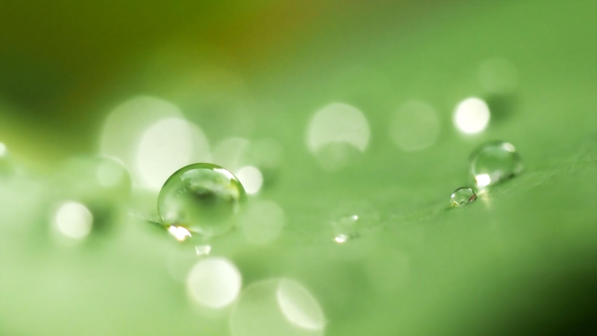 Water droplet on leaf